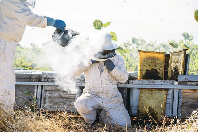 Imker sammeln Honig — Stockfoto