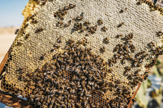Gros plan de ruissellement d'abeilles domestiques travaillant sur nid d'abeille — Photo de stock