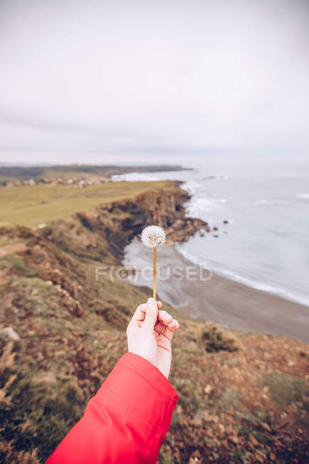 Cropped image of person holding delicate dandelion on background of meadow on cloudy day in Asturias, Spain — Stock Photo