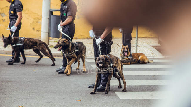 Vista de policías profesionales en uniforme con perros con correa paseando por la calle de Sintra, Portugal - foto de stock