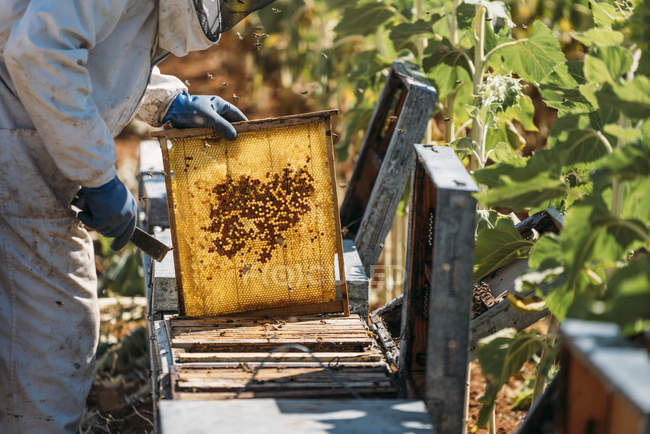 Apicultor recogiendo miel de panal en la colmena - foto de stock