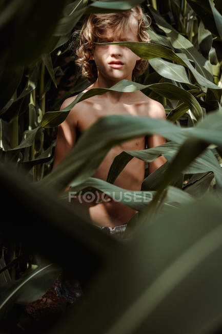 Маленький мальчик ходит среди кукурузного поля — стоковое фото