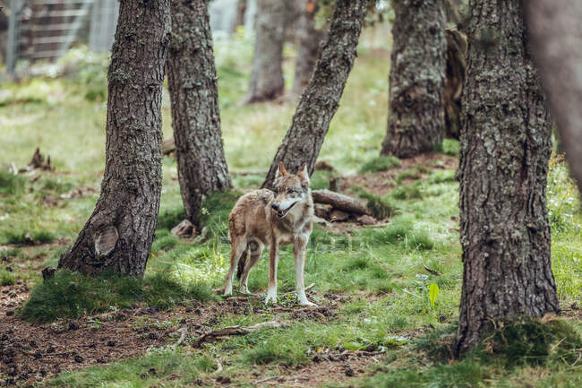 Молодий вовк стоїть серед дерев у заповіднику і дивиться — стокове фото