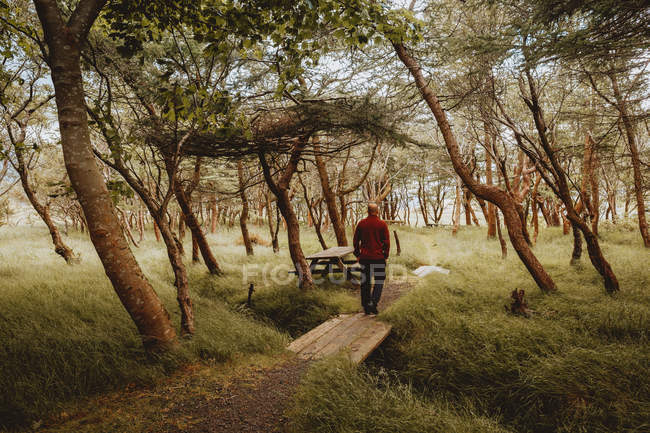 Uomo che cammina sul ponte di legno sul sentiero nel parco verde — Foto stock