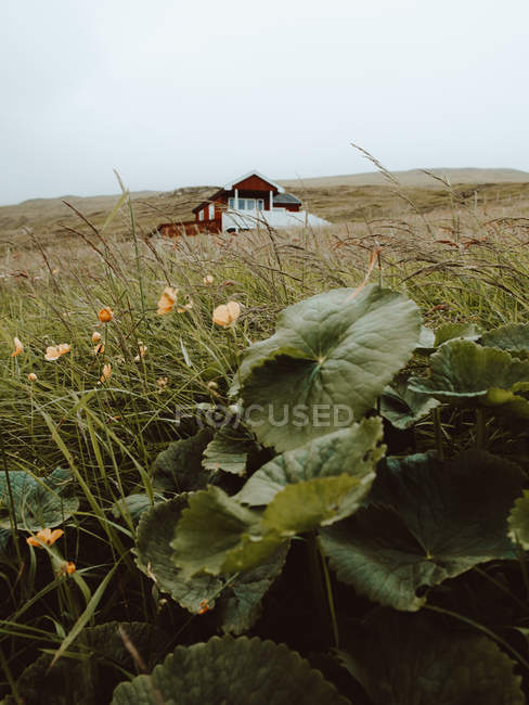 Vegetación en la colina y pequeña casa solitaria en el fondo en las Islas Feroe - foto de stock