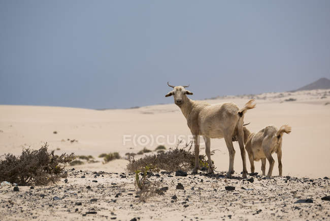 Ziegen weiden auf Hügeln in der Wüste Fuerteventura, Kanarische Inseln — Stockfoto