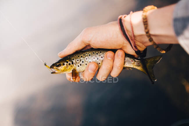Рука рыбака с безделушками, держащая маленькую крючковатую рыбу с проколотой леской — стоковое фото