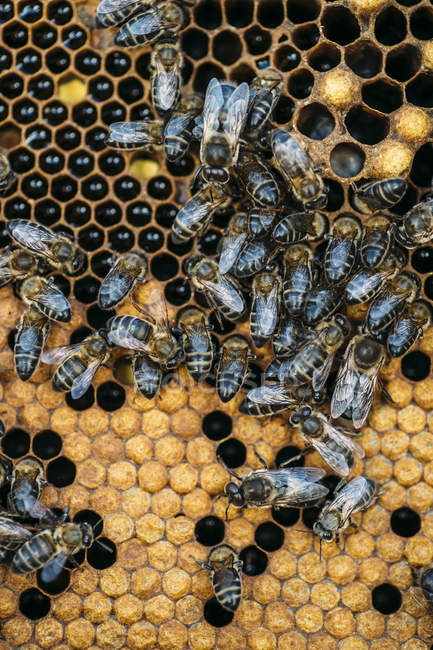 Крупный план пчелиного роя, работающего над сотовыми сотами — стоковое фото