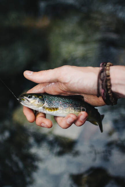Рука рыбака с безделушками, держащая маленькую крючковатую рыбу с проколотой леской — стоковое фото