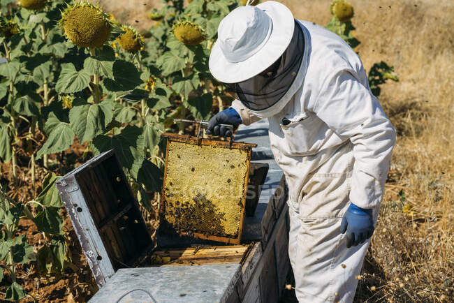 Apicultor trabalhando coletar mel — Fotografia de Stock