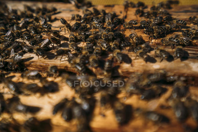 Primer plano de enjambre de abejas que trabajan en panal - foto de stock