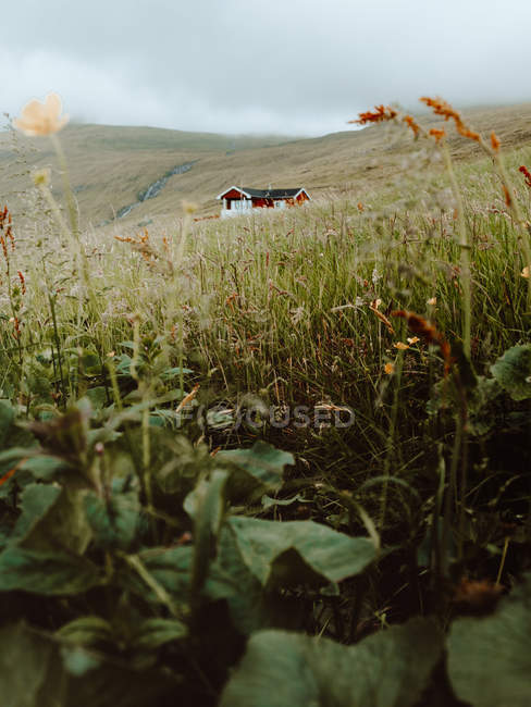 Vegetazione su collina e piccola casa solitaria sullo sfondo sulle isole Feroe — Foto stock