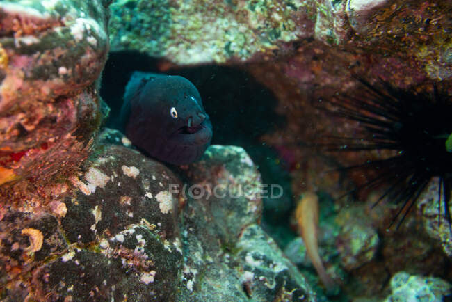 Чёрный угорь мурены, канарские острова Фуэртевентура — стоковое фото