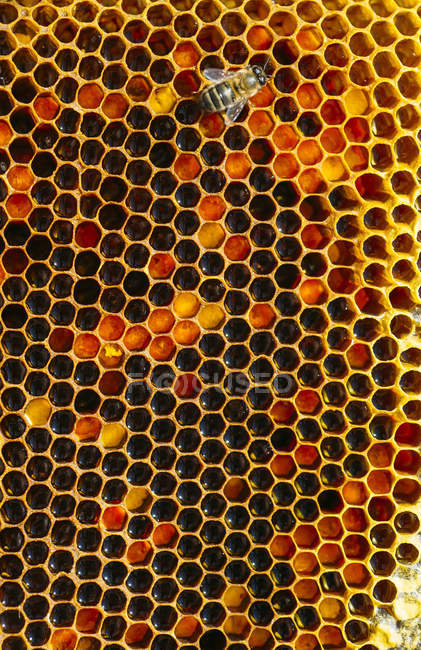 Крупный план медоносной пчелы, работающей над сотовыми сотами — стоковое фото