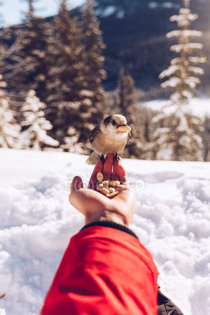 Crop hand of traveler with seeds feeding little wild bird in nature with snow and sunlight on background, Canada — Stock Photo