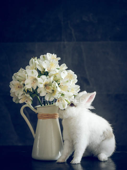 Coelho fofo cheirando flores brancas em vaso no fundo escuro — Fotografia de Stock