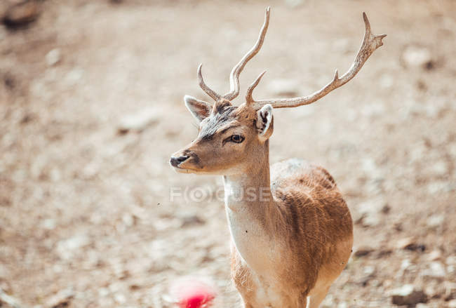 Veado marrom em pé na reserva natural e olhando para longe — Fotografia de Stock