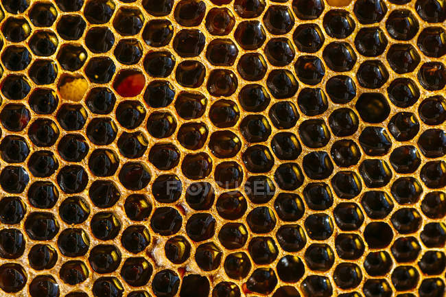 Closeup of organic golden honeycomb background — Stock Photo