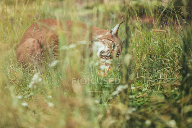 Коричневая рысь ест добычу в траве в природном заповеднике — стоковое фото