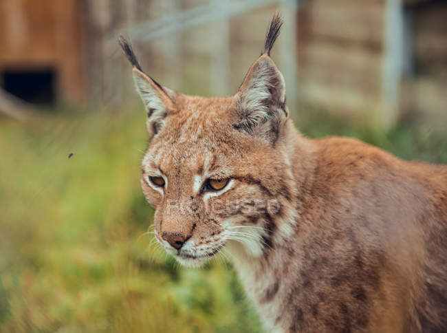 Gros plan de lynx brun regardant loin dans la nature — Photo de stock
