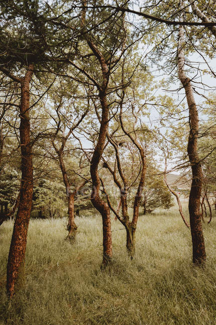 Живописные зеленые кривые деревья в природе — стоковое фото