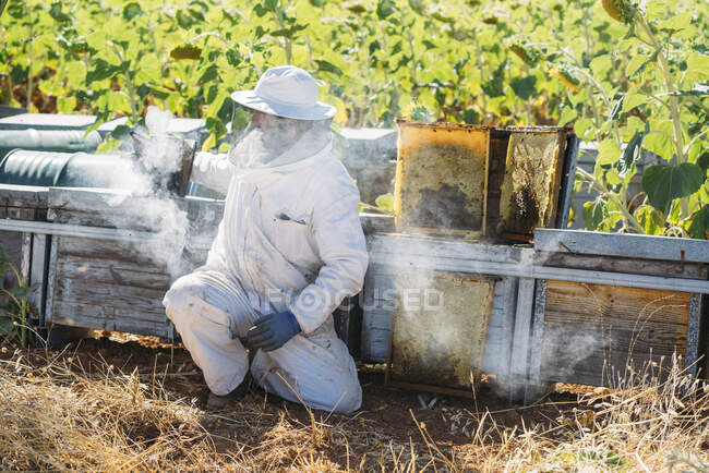 Apicultor trabajando recoger miel - foto de stock