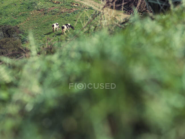 Vacche al pascolo nel campo — Foto stock