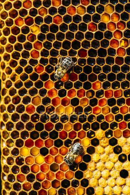 Primer plano de las abejas melíferas ocupadas que trabajan en panal - foto de stock