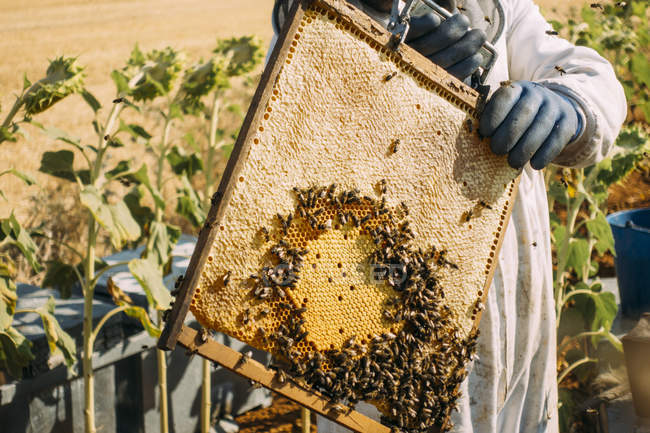 Apicultor coletando mel de favo de mel na colmeia — Fotografia de Stock