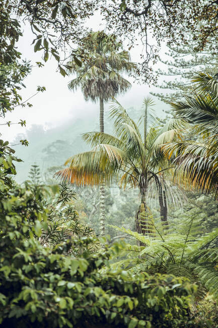 Végétation luxuriante de forêt tropicale avec palmiers et buissons, Portugal — Photo de stock
