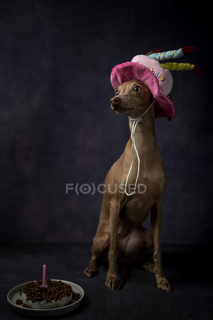 Carino cane italiano levriero in divertente cappello di compleanno con torta su sfondo nero — Foto stock