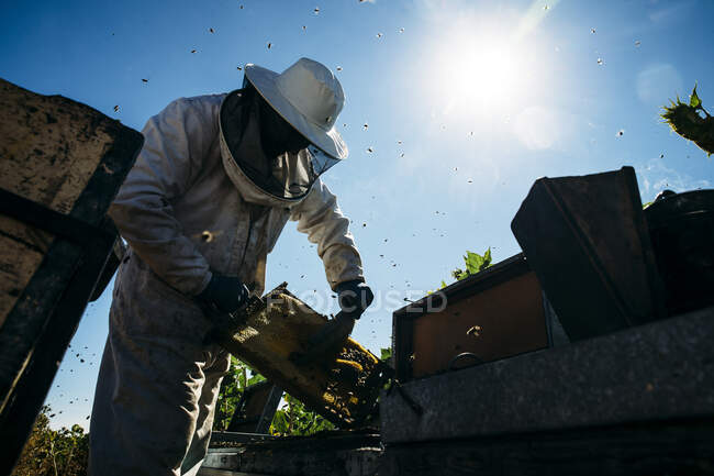 Пчеловод собирает мед — стоковое фото