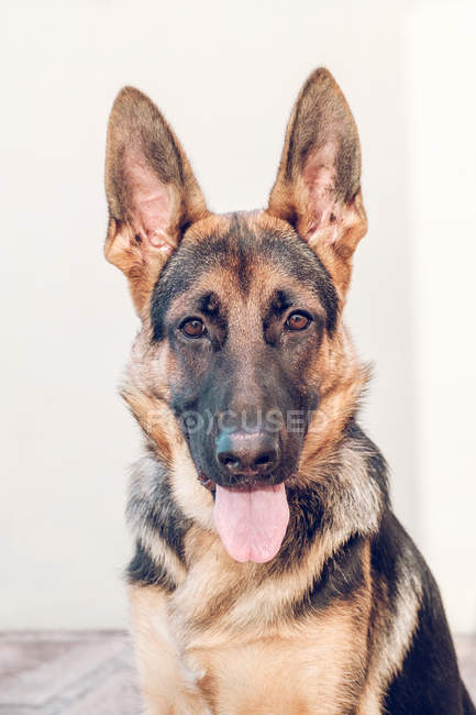 Close-up of German shepherd with tongue out looking at camera — Stock Photo