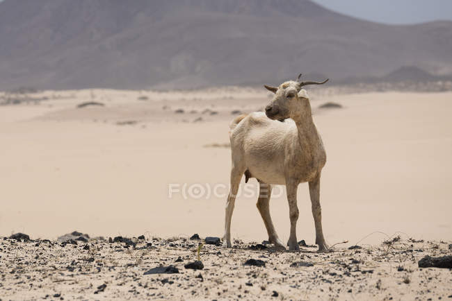 Chèvre sur les collines dans le désert de Fuerteventura, Îles Canaries — Photo de stock