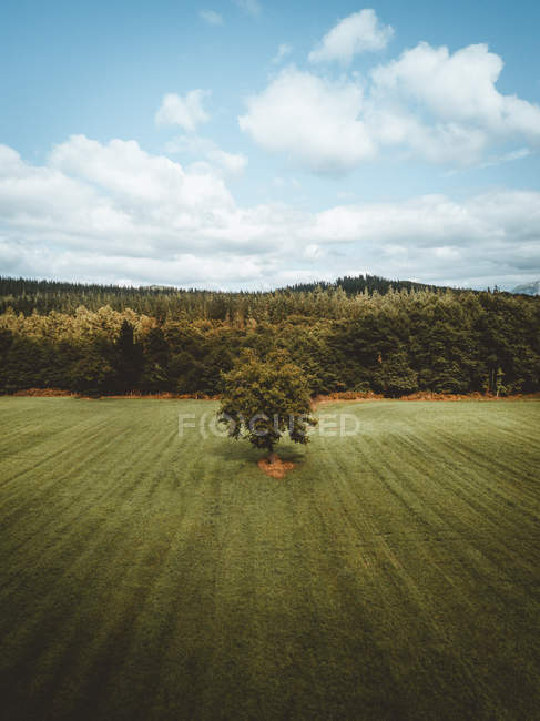Green tree growing on cultivated field on background of forest in Pais Vasco, Basque country, Spain — Stock Photo