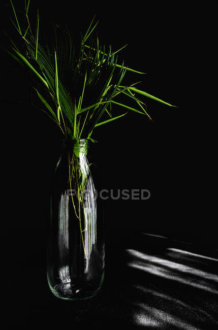 Hoja de planta tropical en el interior en una botella.Verde, salvaje, fondo.Mesa y fondo negro - foto de stock
