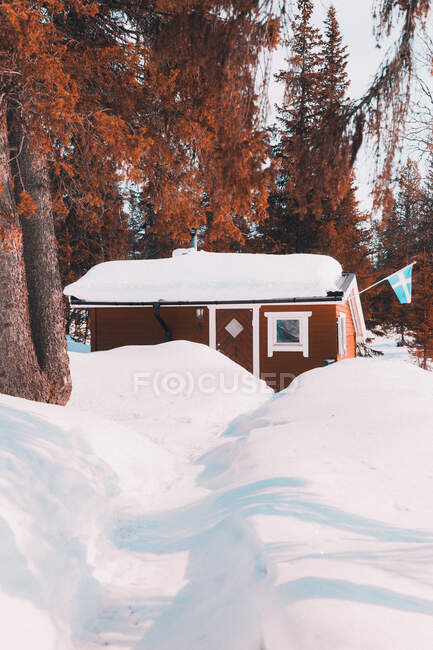 Вигляд на маленьку хатину, вкриту снігом у спокійних лісах з темним листям удень. — стокове фото