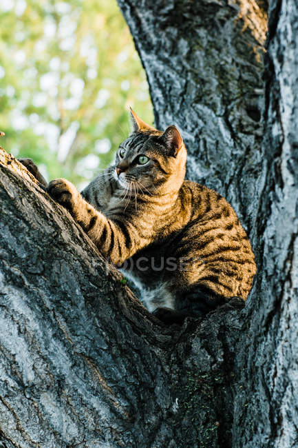 Curious striped cat sitting on tree and looking away — Stock Photo