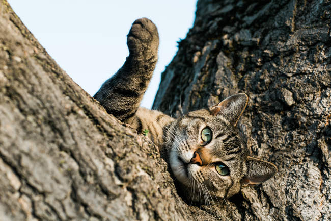 Lazy stripped cat lying on tree and looking at camera — Stock Photo