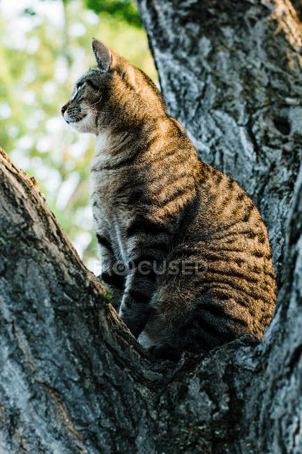 Grau gestreiftes Haustier sitzt auf Baum und schaut weg — Stockfoto
