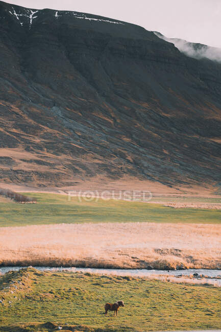 Vista dello spazioso campo con torrente che scorre e cavallo al pascolo sotto maestose montagne rocciose nella nebbia — Foto stock