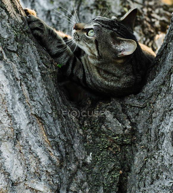 Смугастий кіт лежить на дереві і дивиться геть — стокове фото