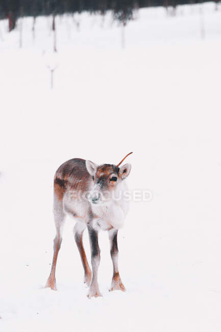 Reindeer in snowy town — Stock Photo