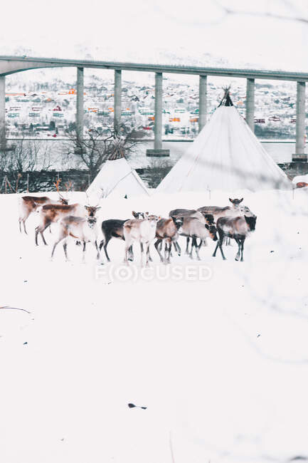 View of small herd of reindeer without antlers walking on snowy ground of remote settlement — Stock Photo