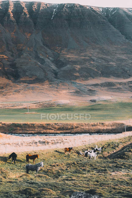 Pascolo di cavalli su un campo tranquillo con montagne — Foto stock