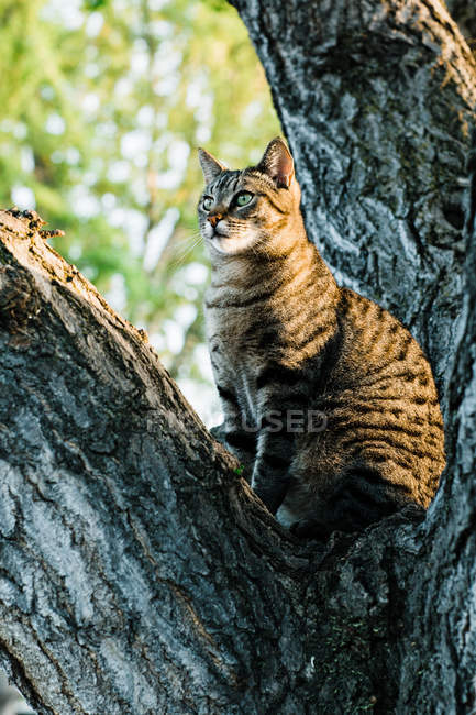 Смугастий кіт сидить на дереві і дивиться геть — стокове фото