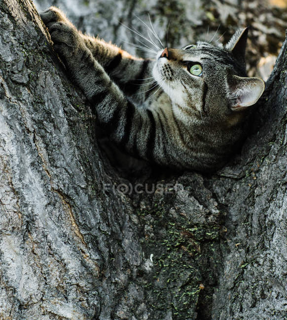 Раздетый кот лежит на дереве и смотрит в сторону — стоковое фото