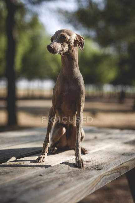 Pequeño perro galgo italiano sentado en una mesa de madera en el parque - foto de stock