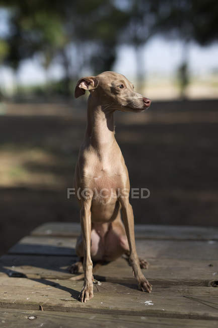 Piccolo cane levriero italiano seduto su un tavolo di legno nel parco — Foto stock