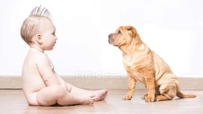 Vista lateral del lindo chico desnudo sentado y mirando al perro Shar-Pei sobre fondo blanco. - foto de stock